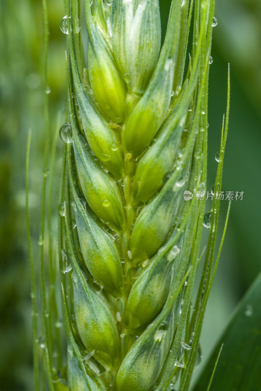 小麦开花麦穗麦子粮食丰收希望谷雨小满