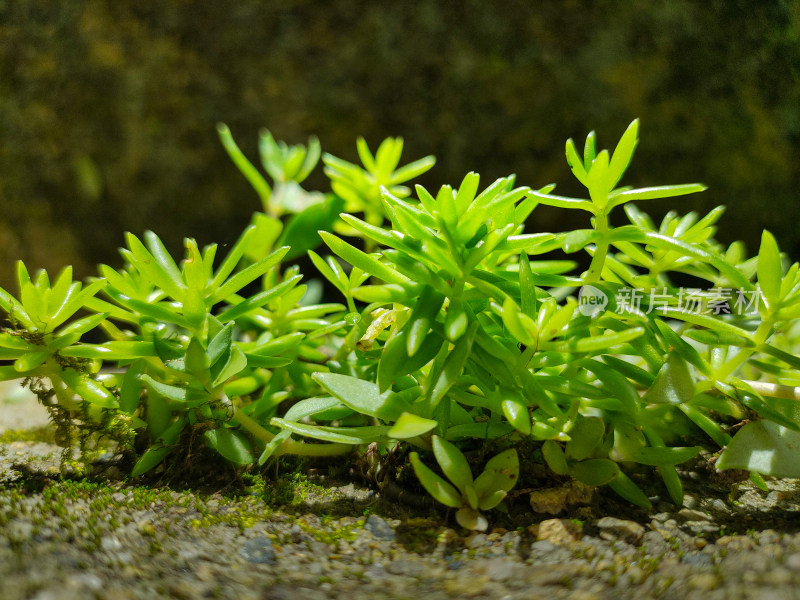 绿色多肉植物特写