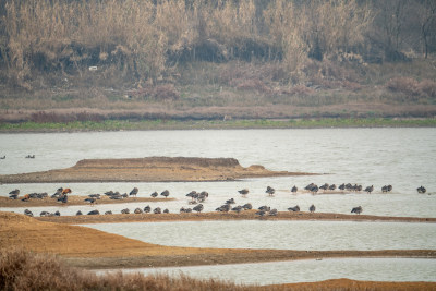 武汉东西湖府河湿地候鸟