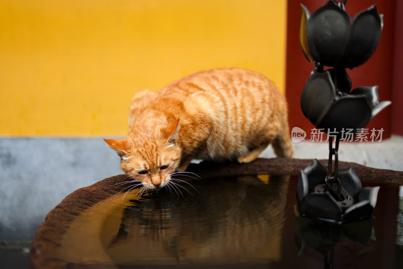 中国杭州永福寺的橘猫正在喝水