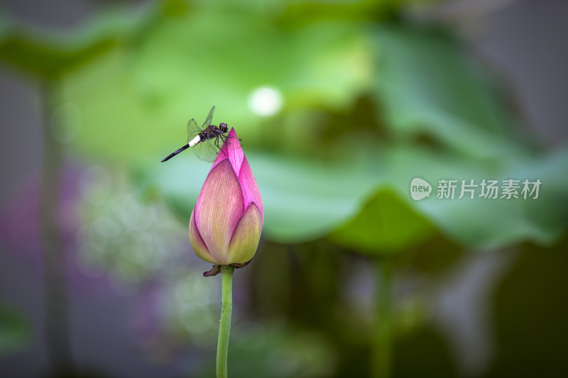 唯美荷花荷叶莲花荷塘