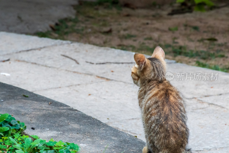 户外蹲坐的虎斑猫