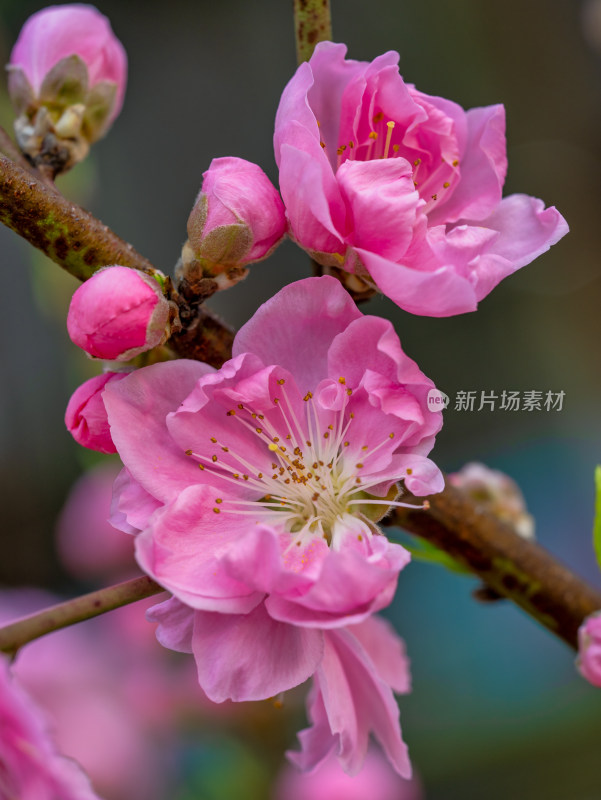 春天的桃花开花特写