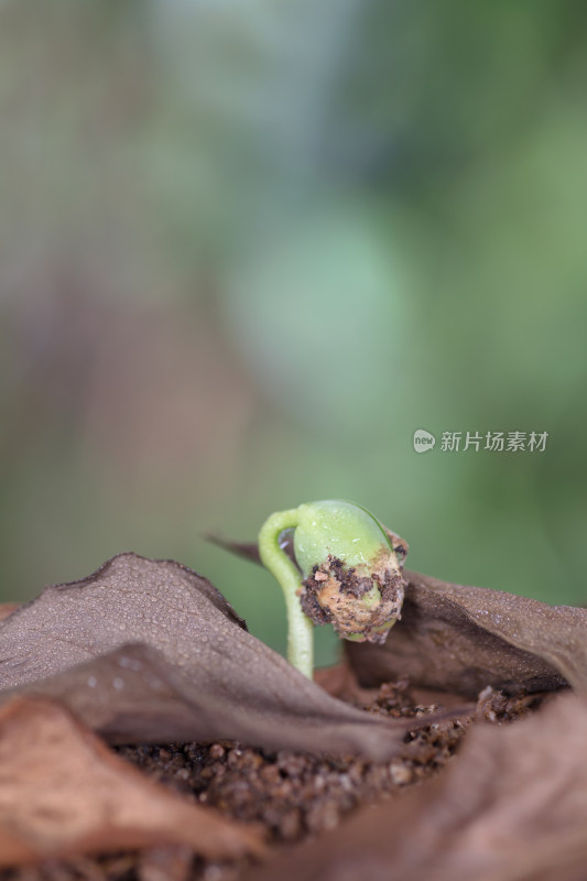 立春后枯叶里冒出的嫩芽