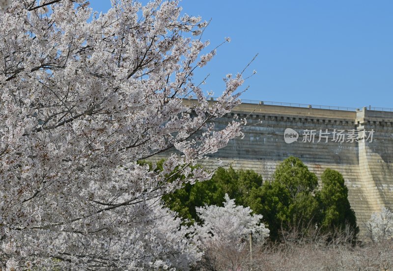 樱花季节