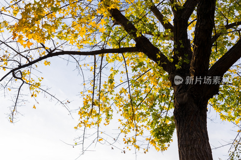 秋天金黄树叶天空自然风景立秋霜降云蓝天