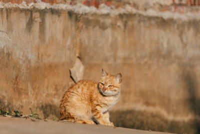 可爱的猫猫