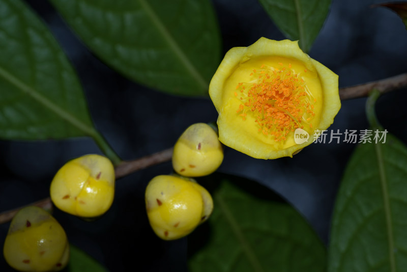 花族皇后金花茶