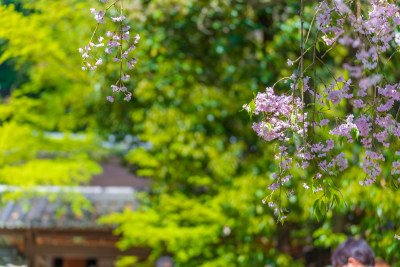 京都花园樱花