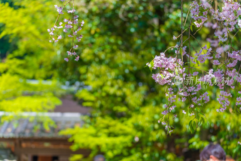 京都花园樱花