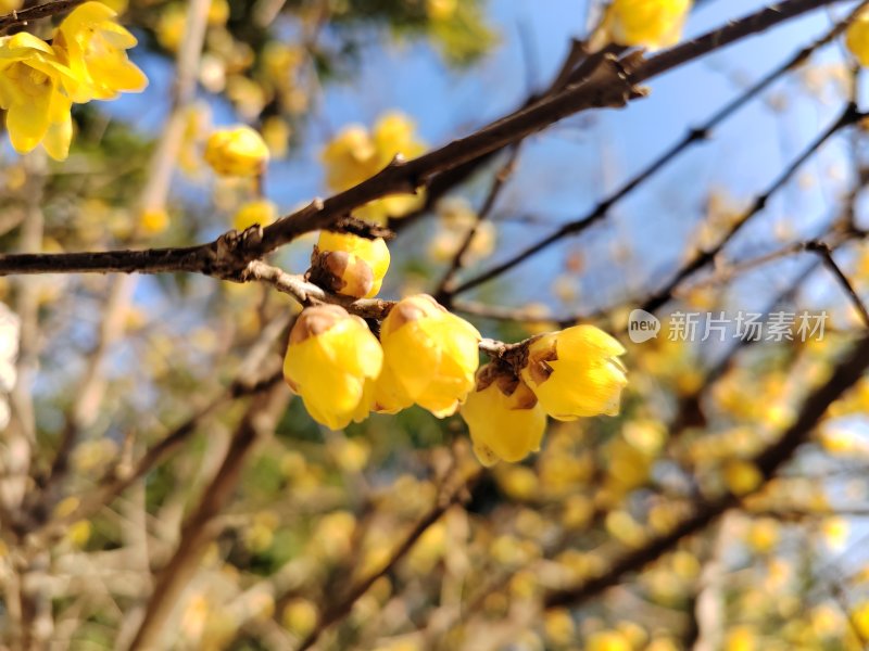 树枝上绽放的黄色腊梅花特写