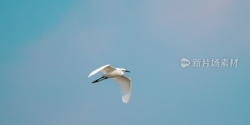 白鹭（Egretta garzetta）