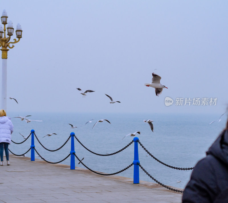 青岛栈桥上的海鸥飞行