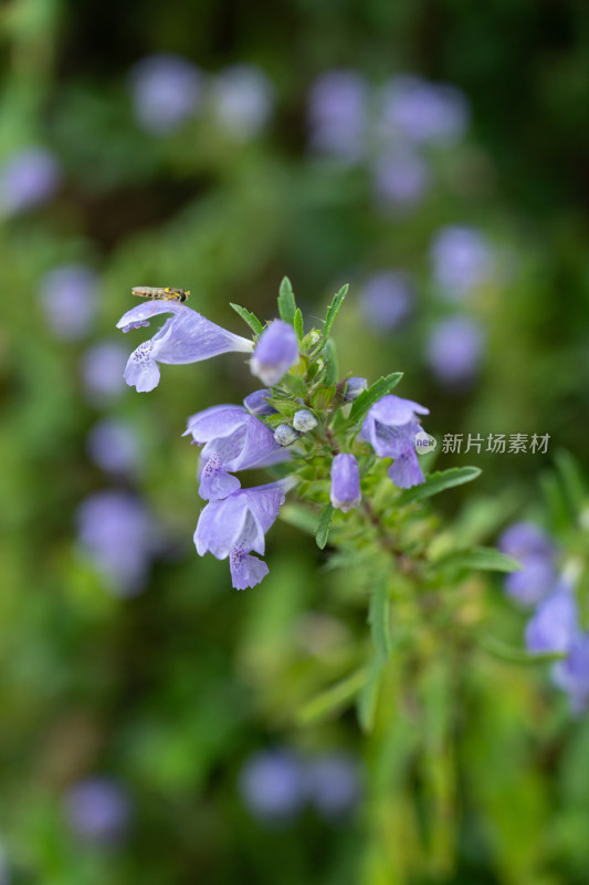 山野植物