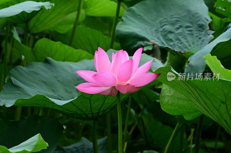 盛开的粉色荷花与荷叶