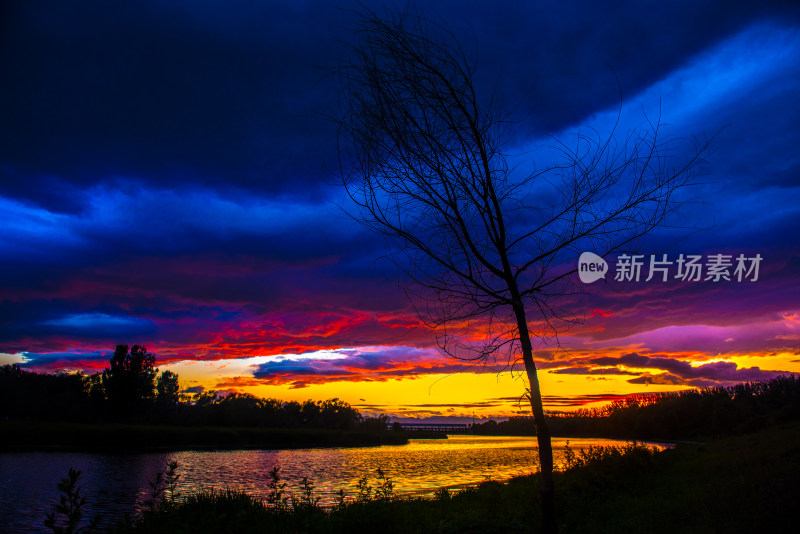 湖畔落日时分的孤树风景