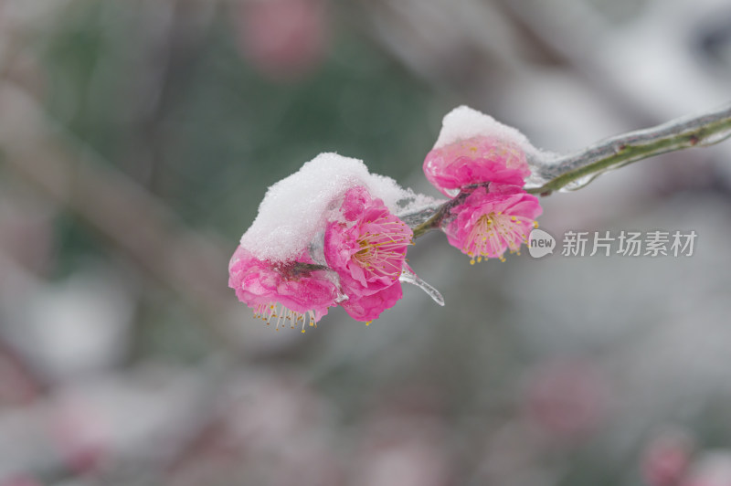 武汉东湖梅园雪中梅花盛开