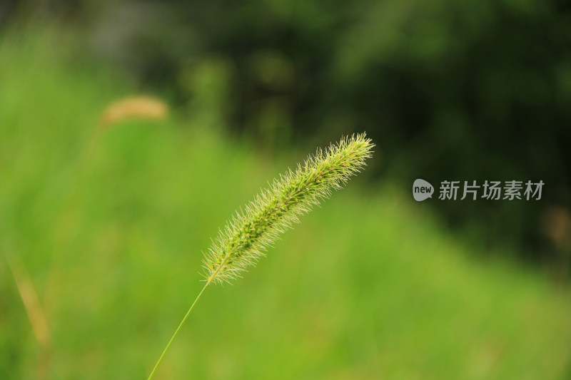 狗尾草背景素材