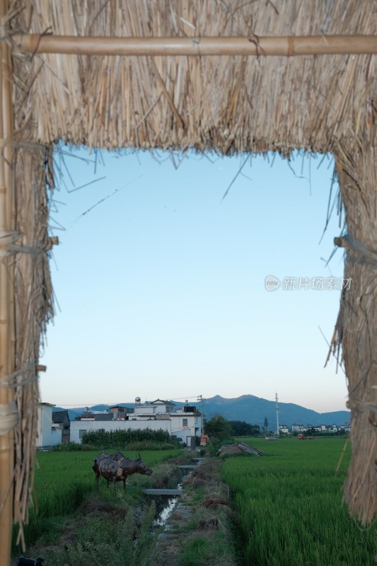 稻草屋下的田园乡村景色