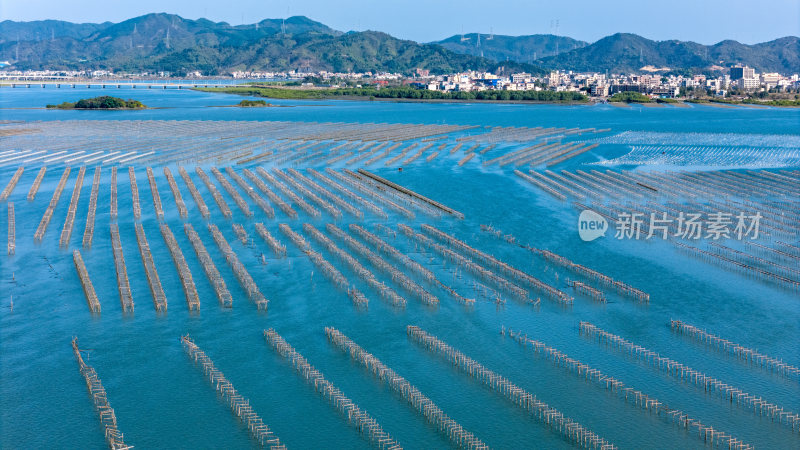 惠州市盐洲岛生蚝海上养殖场