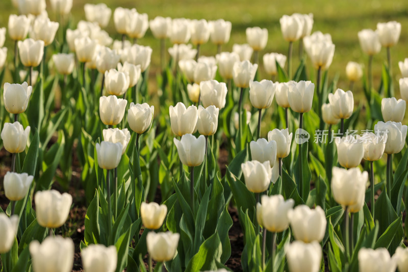 杭州太子湾公园绽放的白色郁金香