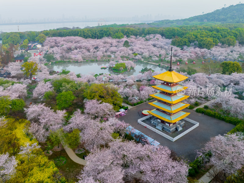 湖北武汉春季白天东湖樱花园航拍风光