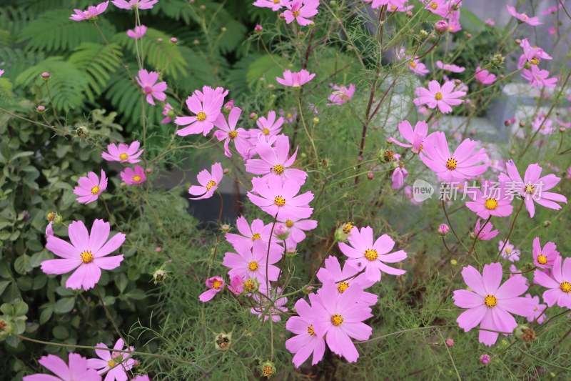 漂亮的格桑花