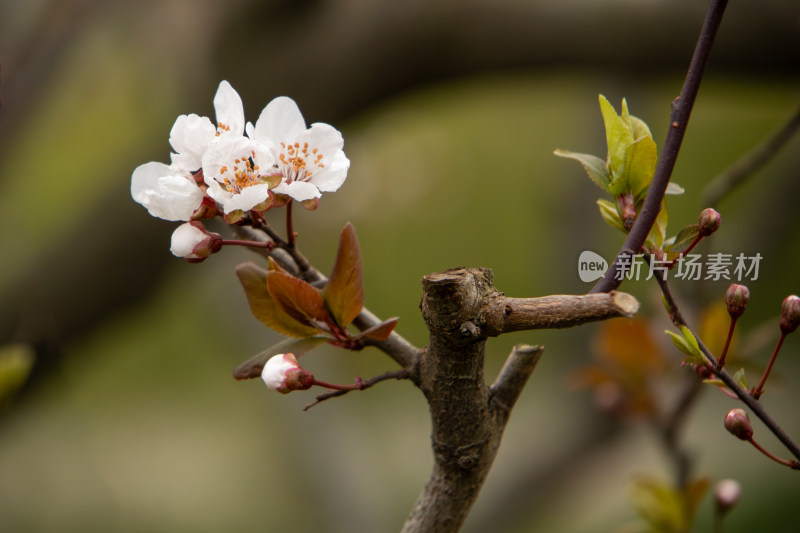 春天枝头盛开的紫叶李鲜花特写