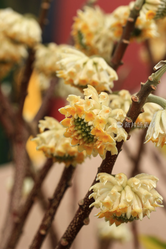 立春时节金黄的结香花盛开