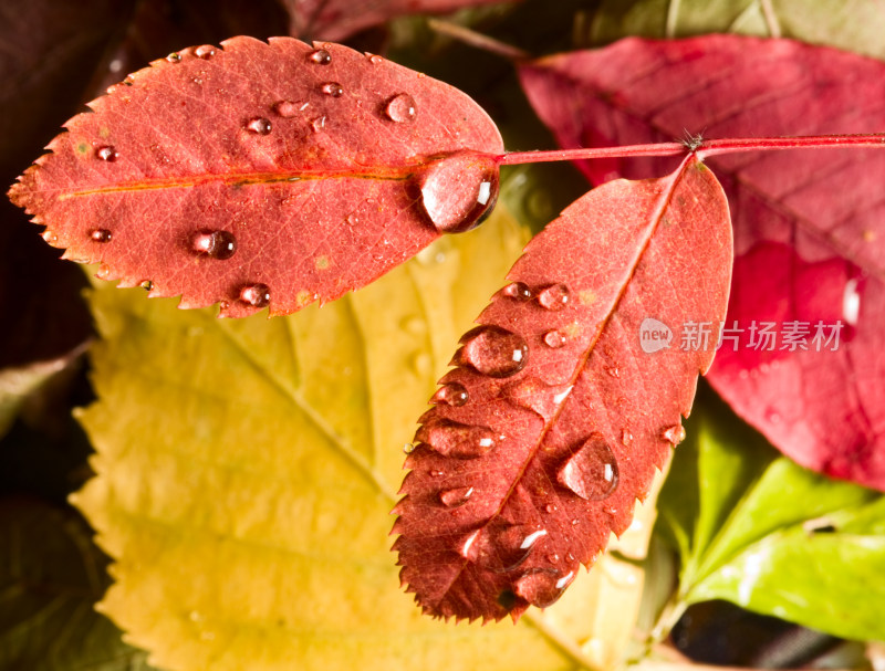带水珠的多彩秋叶特写