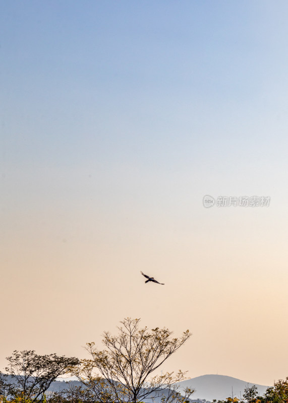 飞鸟翱翔于山林之上