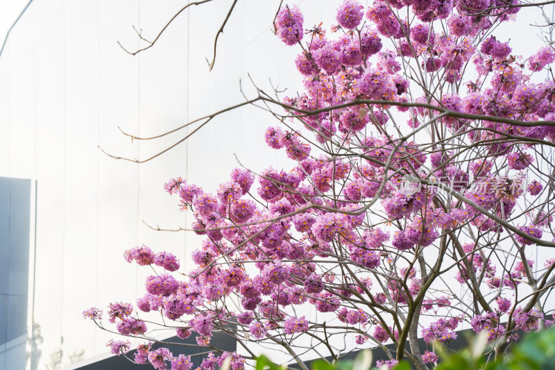 紫风铃花