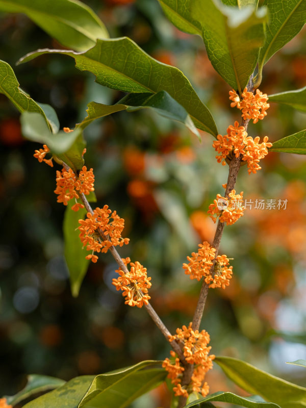 杭州满觉陇桂花