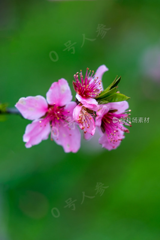 桃花樱花油菜花