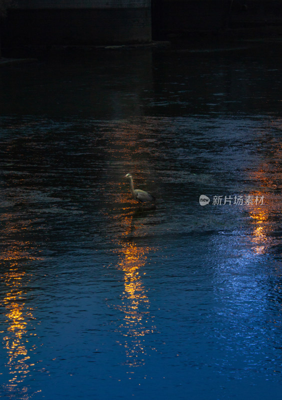 夜间水中站立的鹭鸟