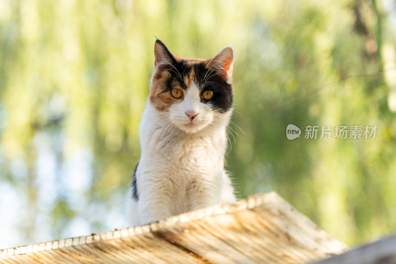 三色花猫在户外木板上的特写