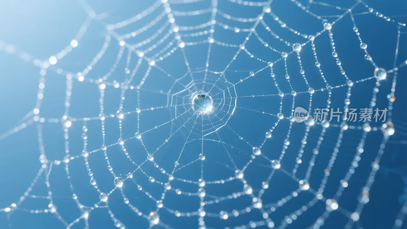 蜘蛛网露珠水滴晶莹剔透唯美自然背景图