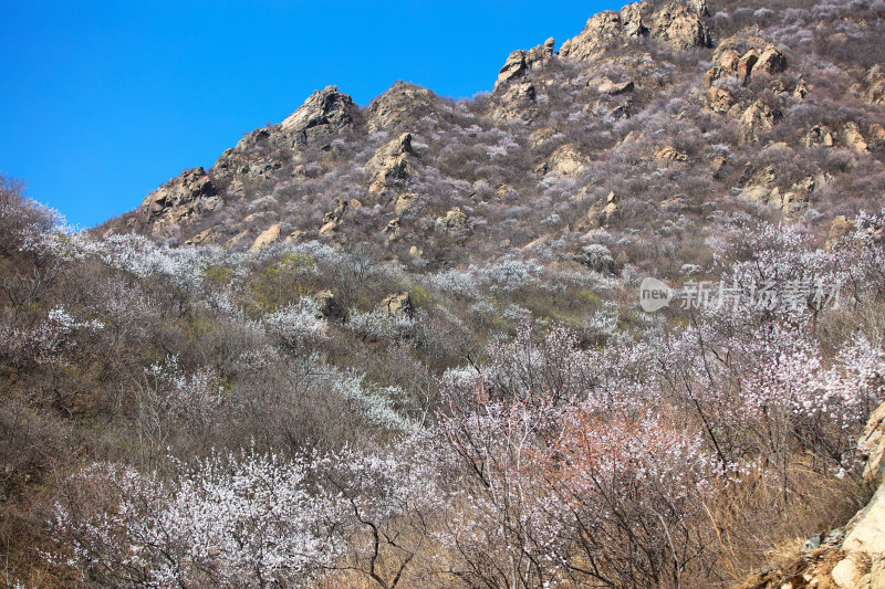 北方春季山里的桃花盛开