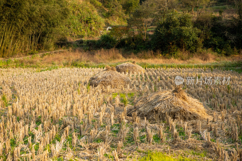 农村水稻收割后稻田