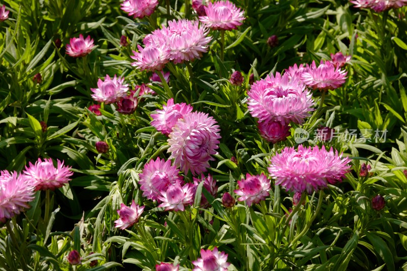 厦门园博苑郁金香花展上的蜡菊