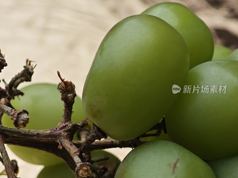 青提特写展示果实饱满的青提近景