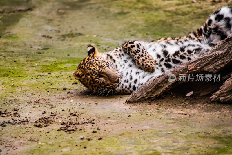 野生动物豹子猎豹猎食动物