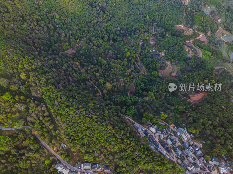 航拍被森林环绕的景迈山村庄全景