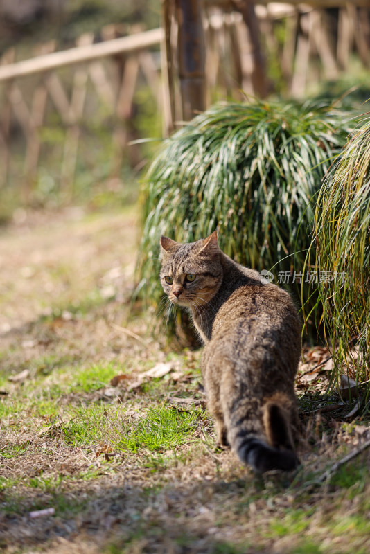 杭州西湖花港观鱼的流浪猫狸花猫