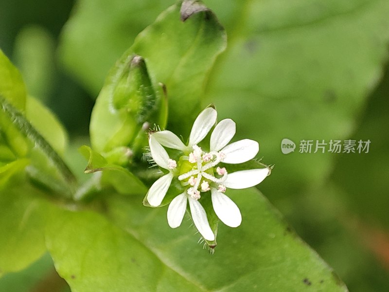 微距白色小花特写