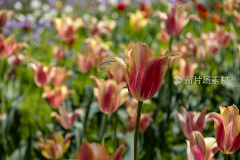 红黄相间的郁金香花海