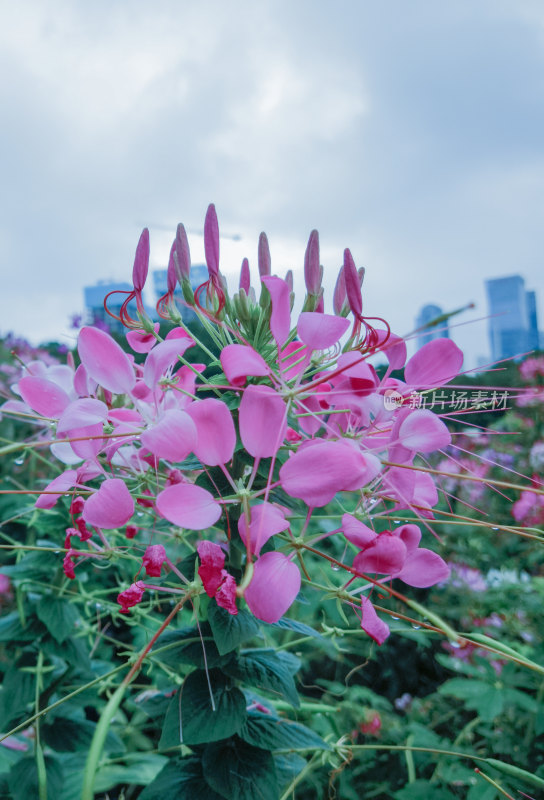 佛山市千灯湖公园醉蝶花花海