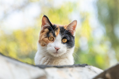 户外三色猫脸部特写