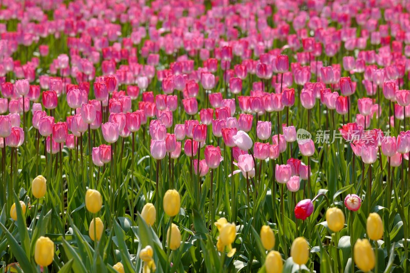 厦门园博苑举行第15届郁金香花展