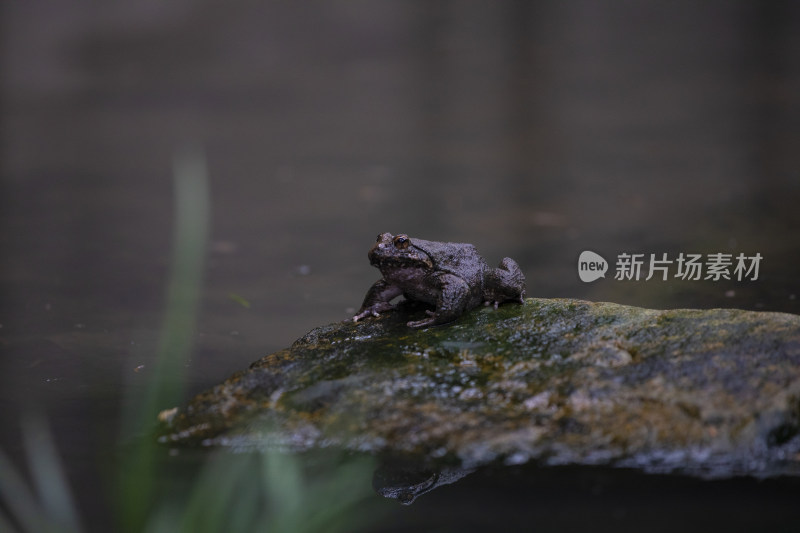 生态环境人工养殖石蛙石鸡